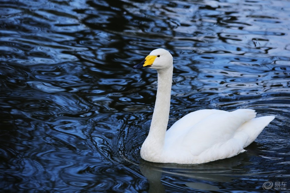 【【欢乐萌宠第二季】迁徙越冬的白天鹅】_宠物当家论坛图片集锦_汽车