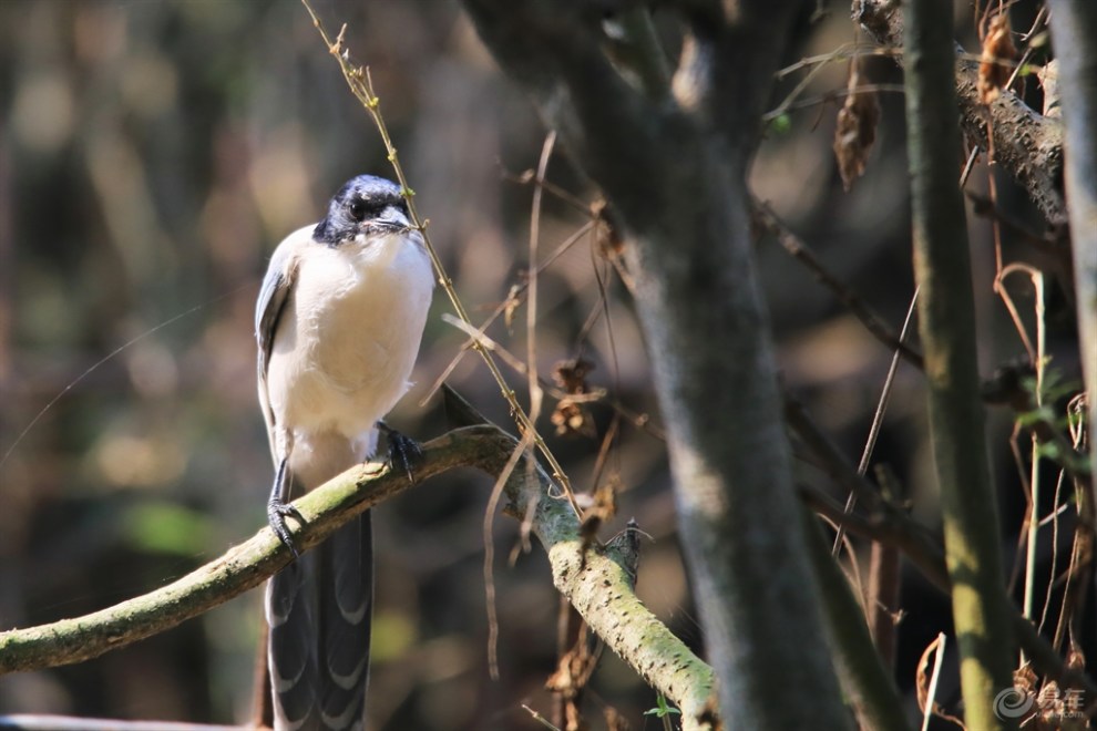 【【欢乐萌宠第二季】暖阳灰喜鹊】_宠物当家社区图片集锦_汽车论坛