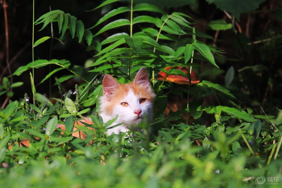 草丛中的小萌猫