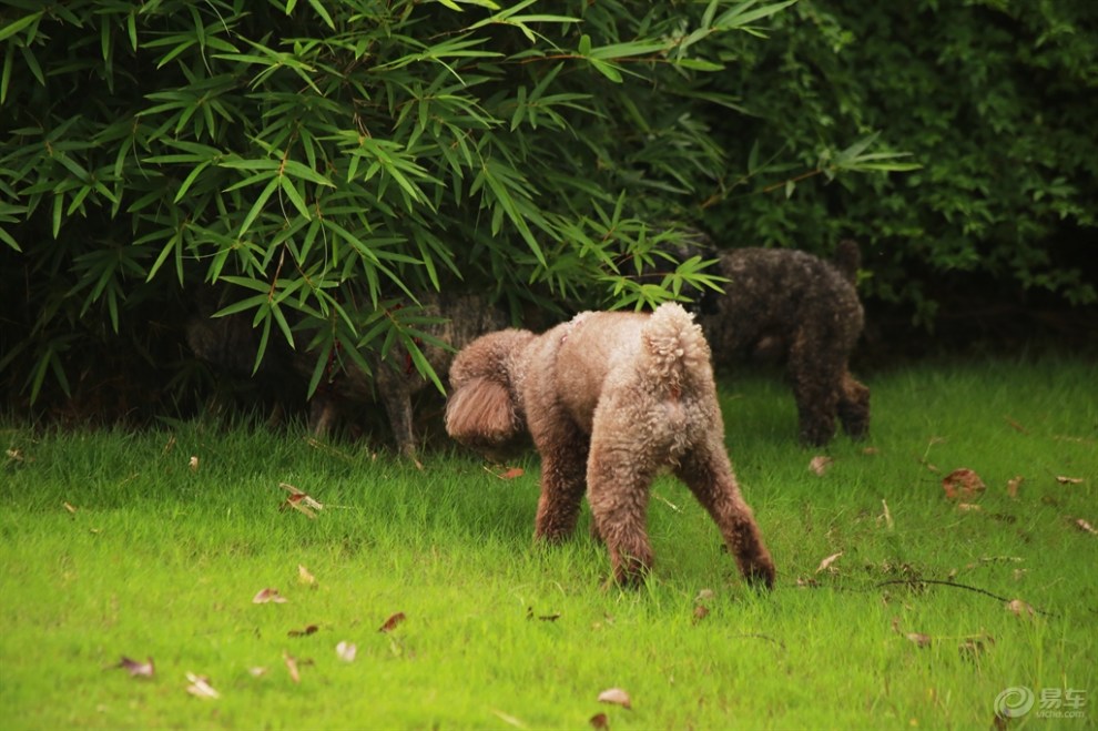 【欢乐萌宠第七季】草地玩耍的泰迪