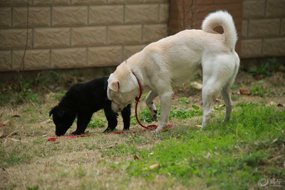 【欢乐萌宠第七季】两只土狗的快乐时光