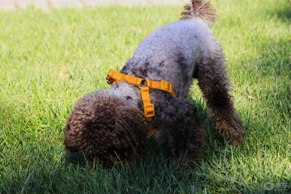 【欢乐萌宠第七季】低头寻觅的泰迪犬