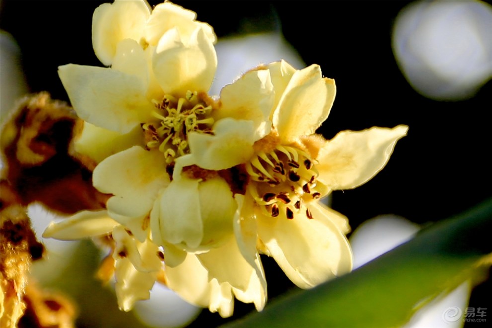 【吉友爱拍】开在盛冬的枇杷花