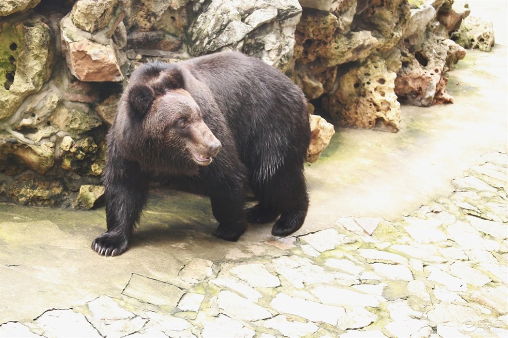 憨态雄壮的棕熊