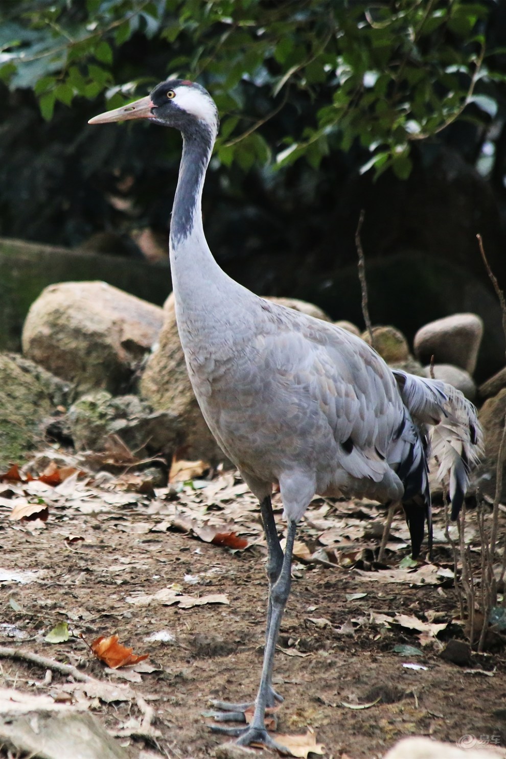 【欢乐萌宠第二季】漫步夕阳下的灰鹤