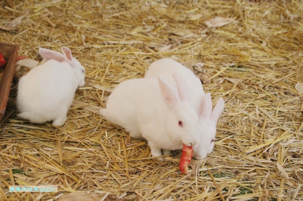 【小白兔】_宠物当家论坛图片集锦_汽车论坛-易车网