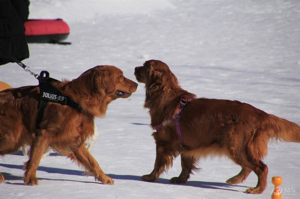 雪地上的金毛犬