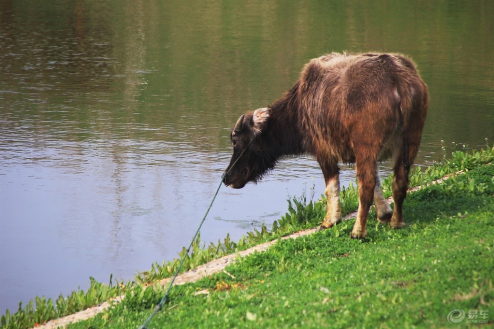 【欢乐萌宠第三季】河边吃草的水牛