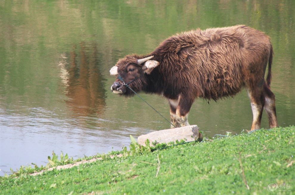 小水牛