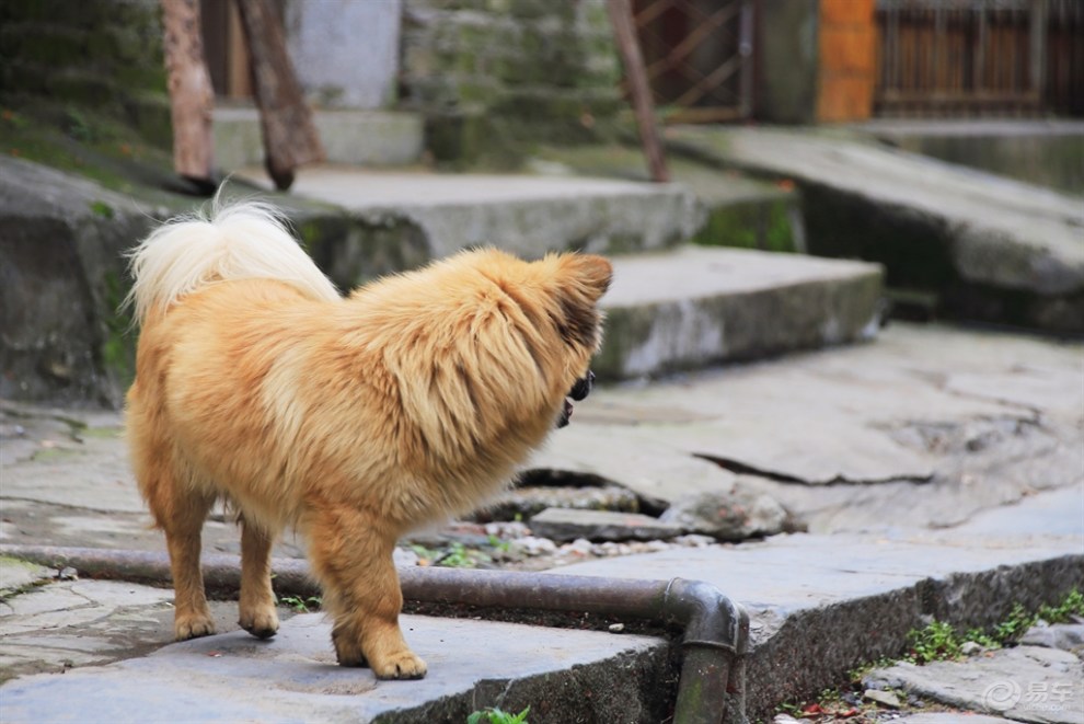 【桂林山水之旅】古镇闲逛的狗狗