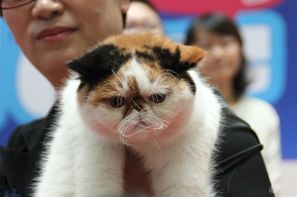 比赛中的三色加菲猫!