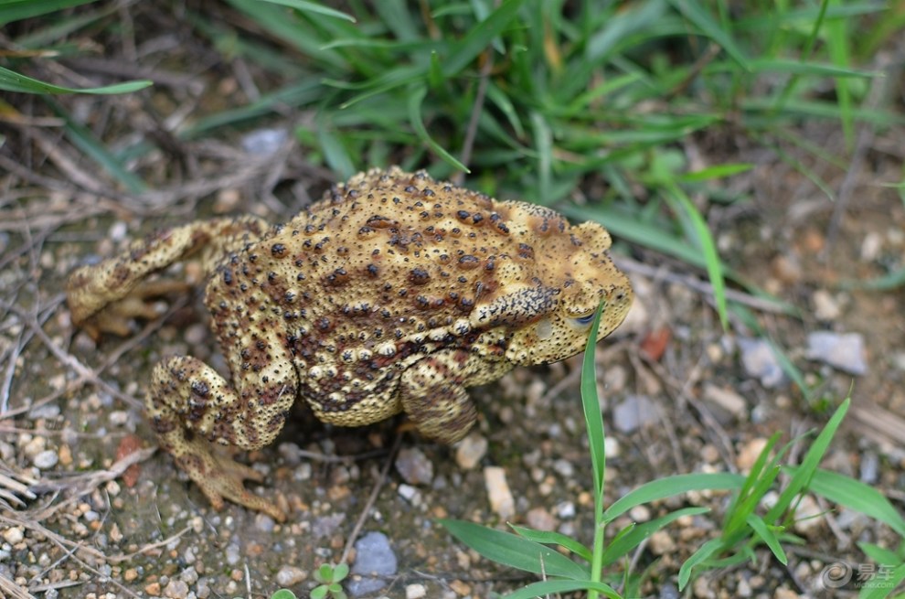 【蟾蜍】_宠物当家论坛图片集锦_汽车论坛-易车网