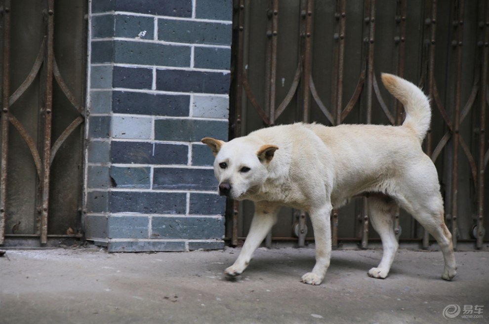 【桂林山水之旅】古镇里赶路的狗狗