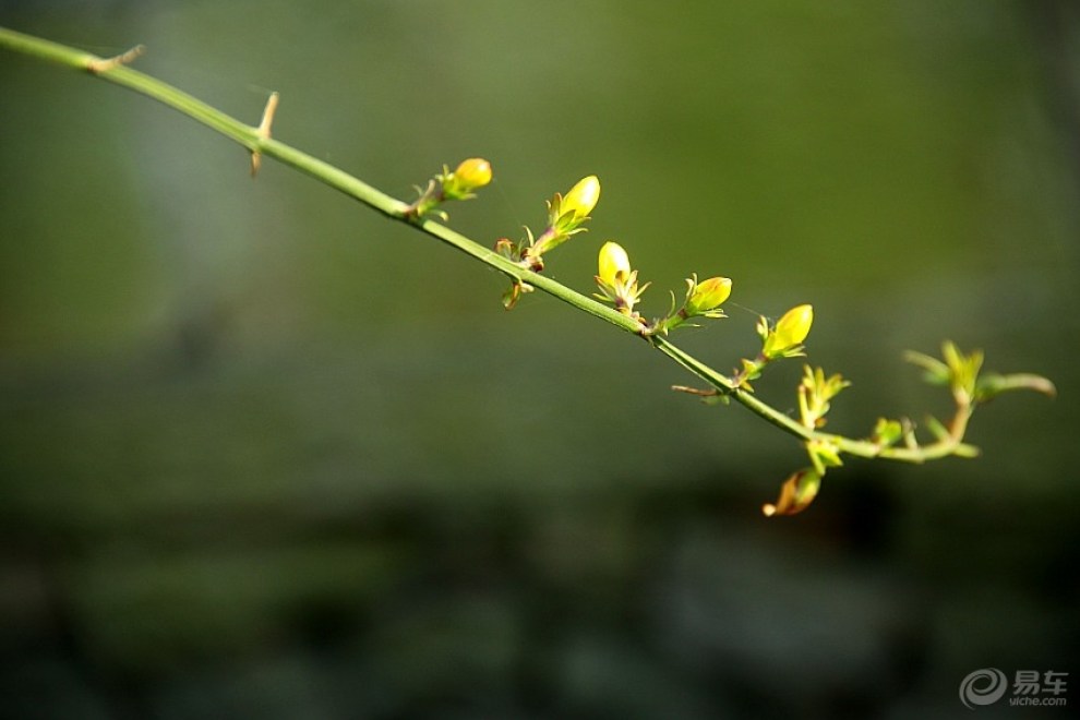 迎春花