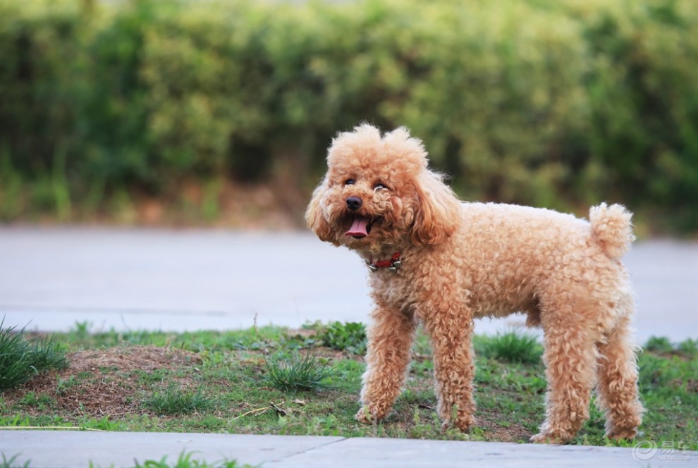 【欢乐萌宠第四季】快乐的卷卷毛