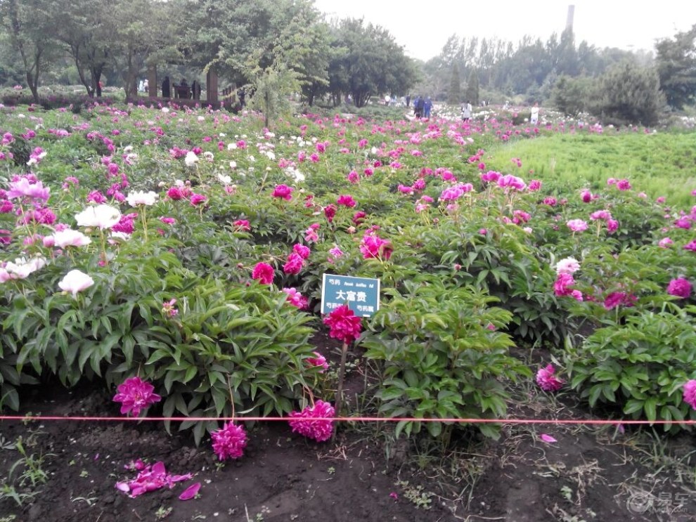 【哈爾濱市冰城cs35車友會】植物園賞花記---芍藥花開