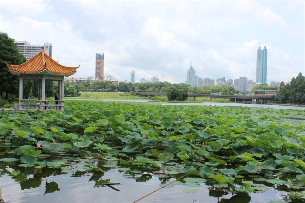 【深圳東部長安車友會】新哥暢遊洪湖公園