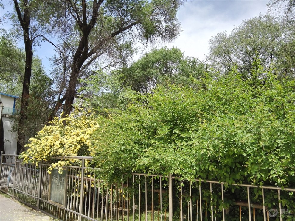 初夏,那一抹幽绿