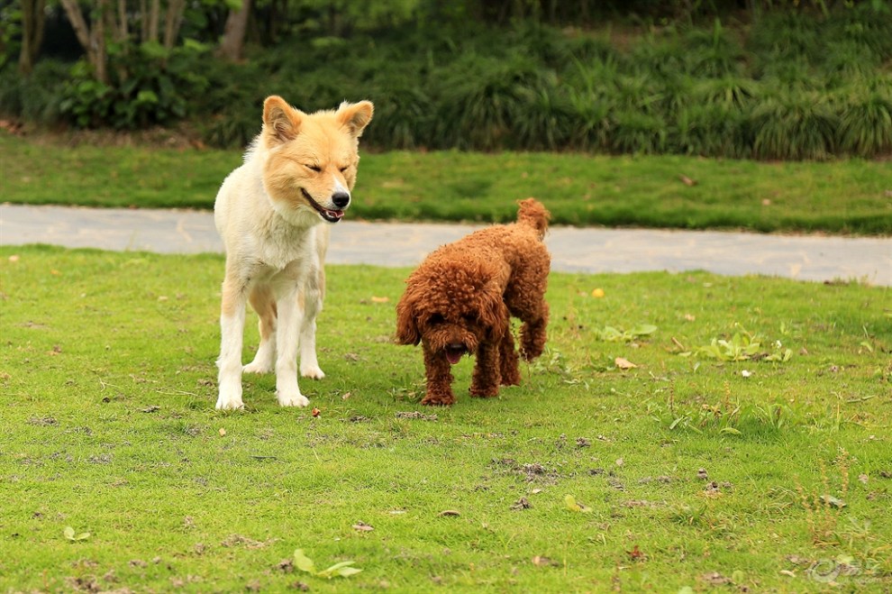 闲逛的两只狗狗