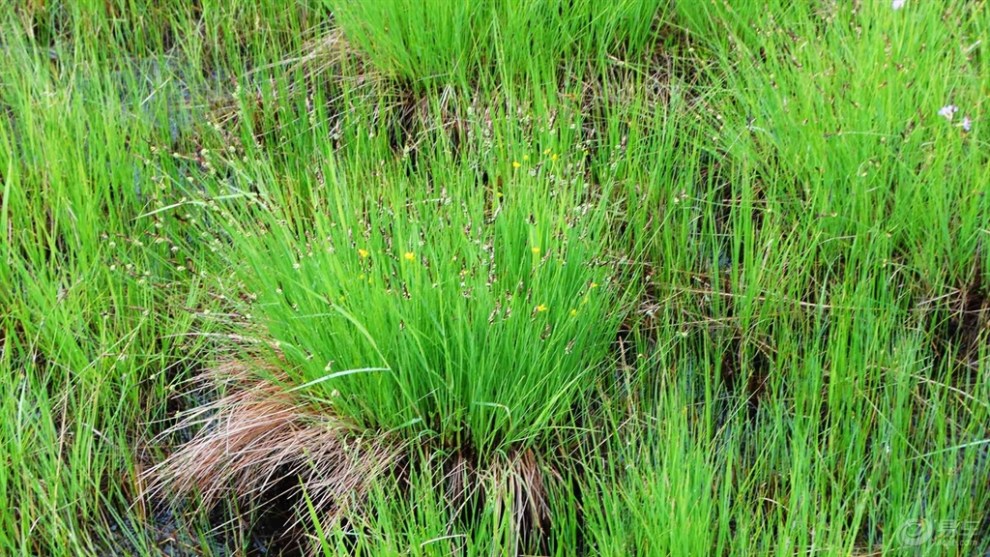 【游记】塞罕坝七星湖假鼠妇草湿地公园