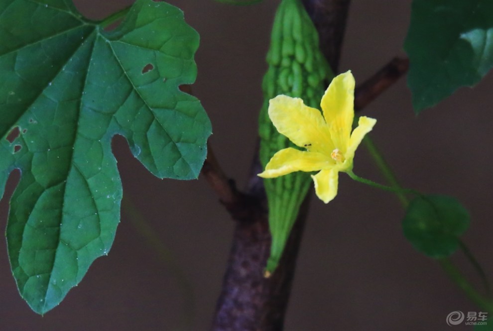 【苦瓜花也精彩】_宠物当家论坛图片集锦_汽车论坛-易车网