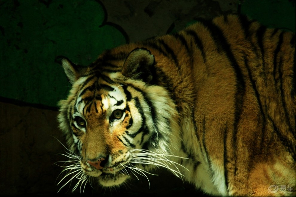 《夏日隨筆》《水上動物園-老虎的兇,饞》