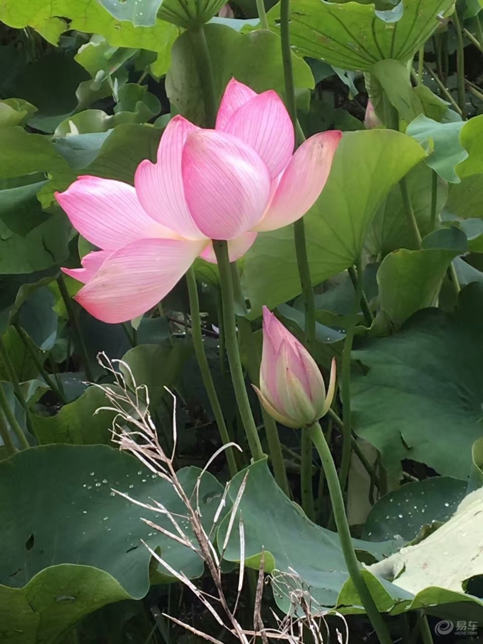 夏日雨后清爽 赏荷美景好不惬意