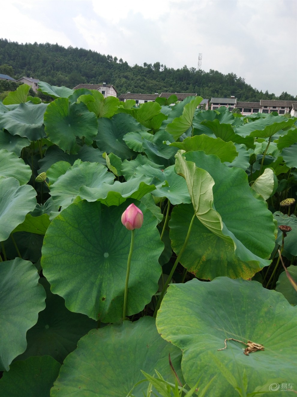 大迈用车贴之平乐寺赏荷花 -"开着大迈,迈享自由!