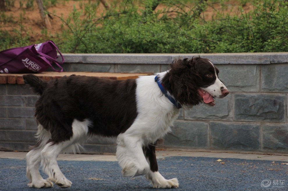 史賓格犬