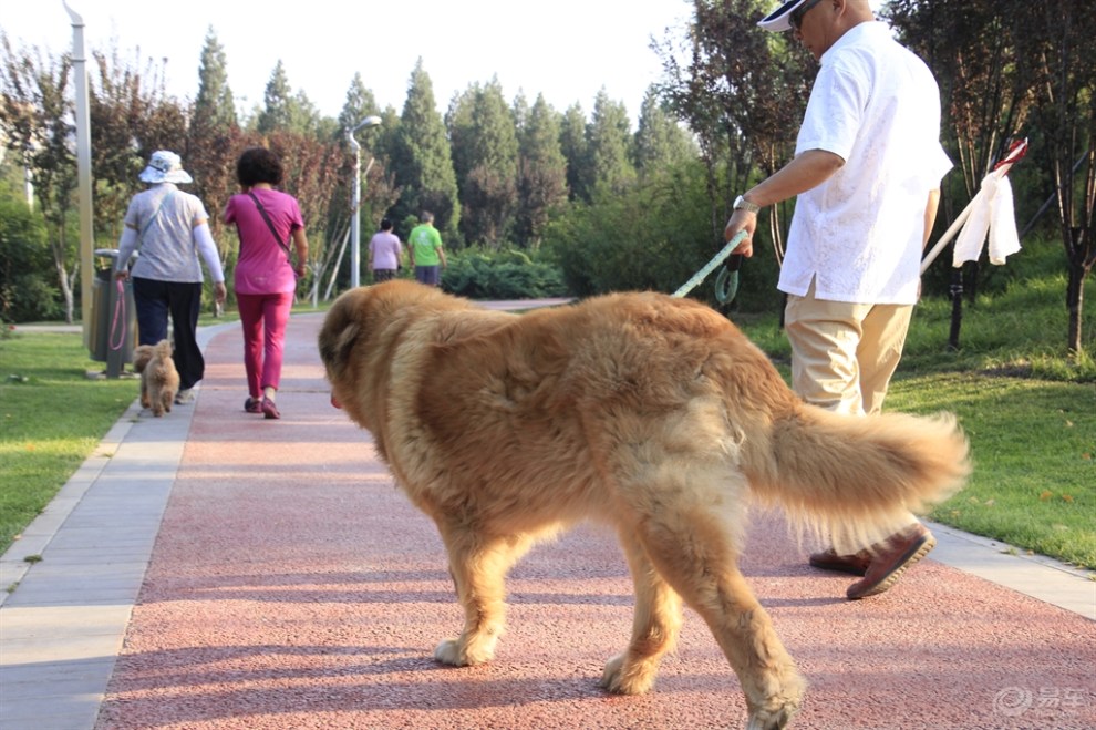 遛弯的狗狗