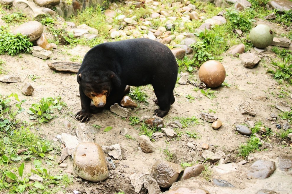 憨憨的马来熊