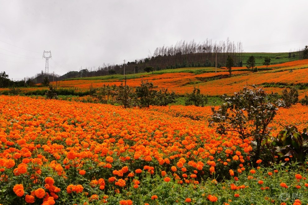 生活滋味〕 利民万寿菊花海游