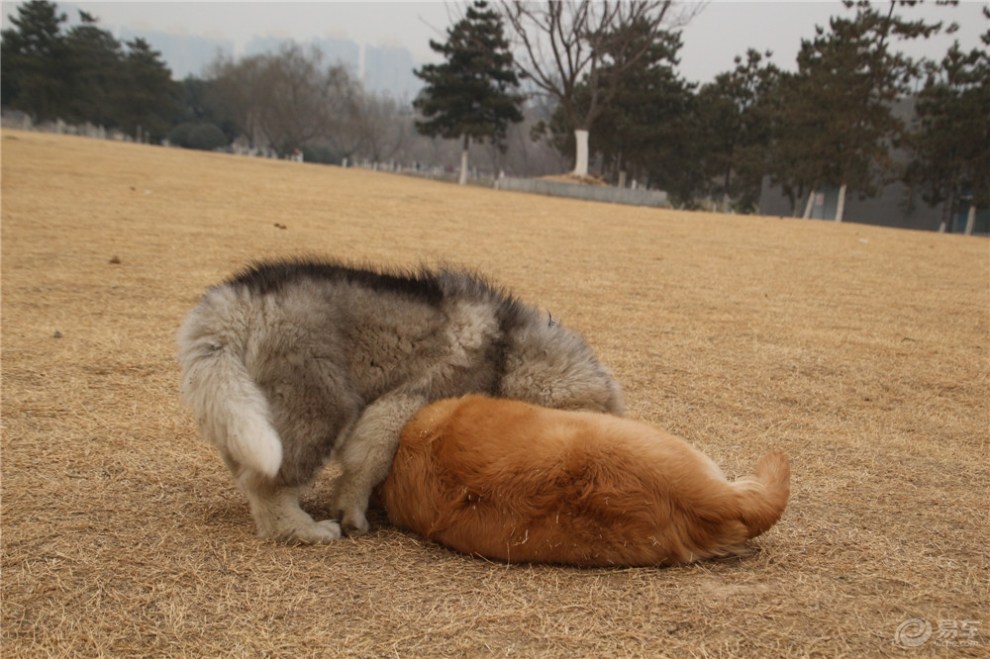 玩耍的阿拉斯加和金毛