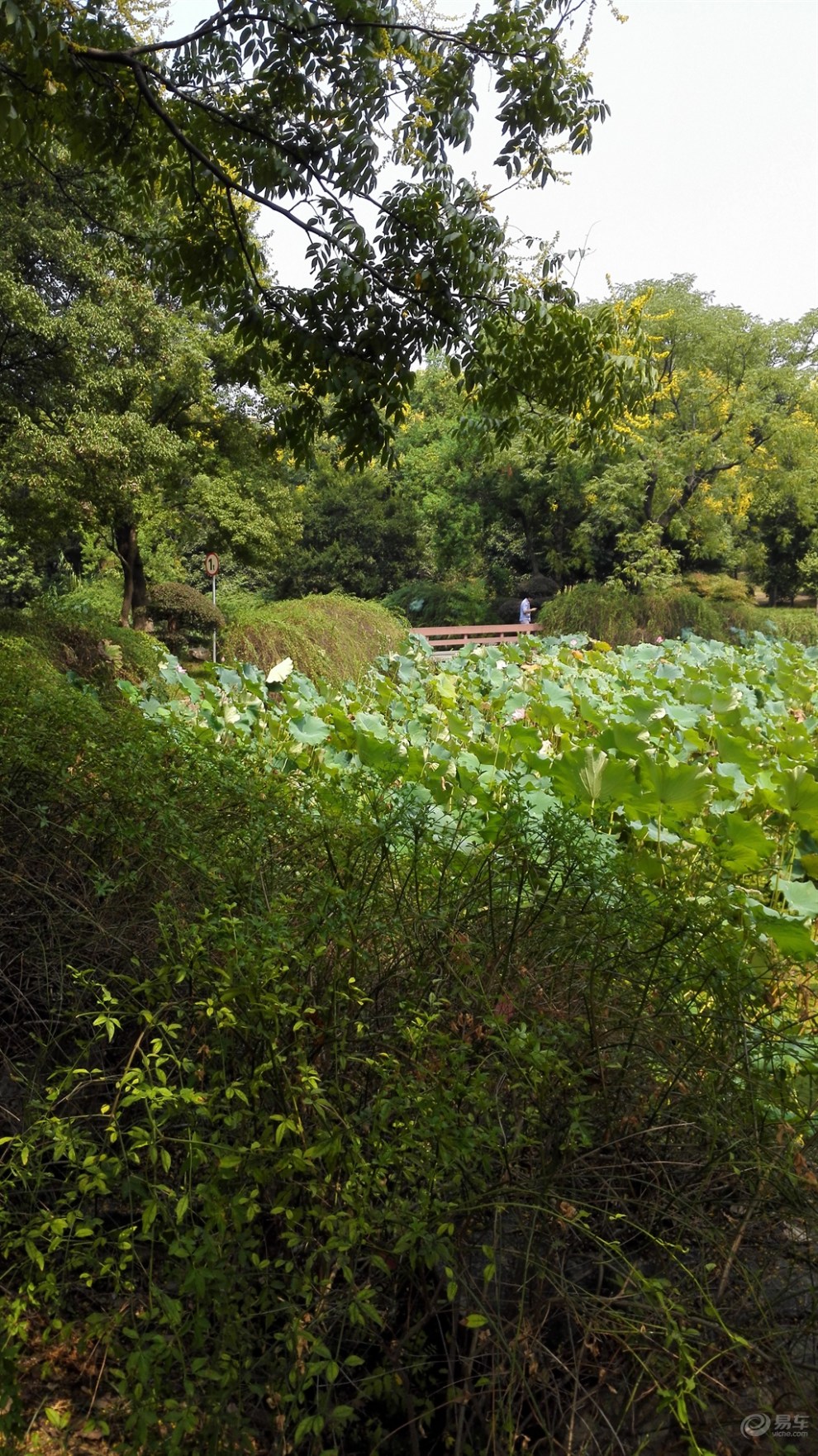 【精华大比拼】绿道上的小碧池