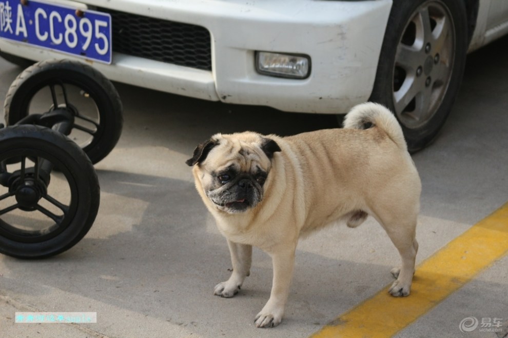 【欢乐萌宠第六季】憨头憨脑的虎子