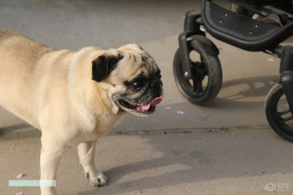 【欢乐萌宠第六季】憨头憨脑的虎子