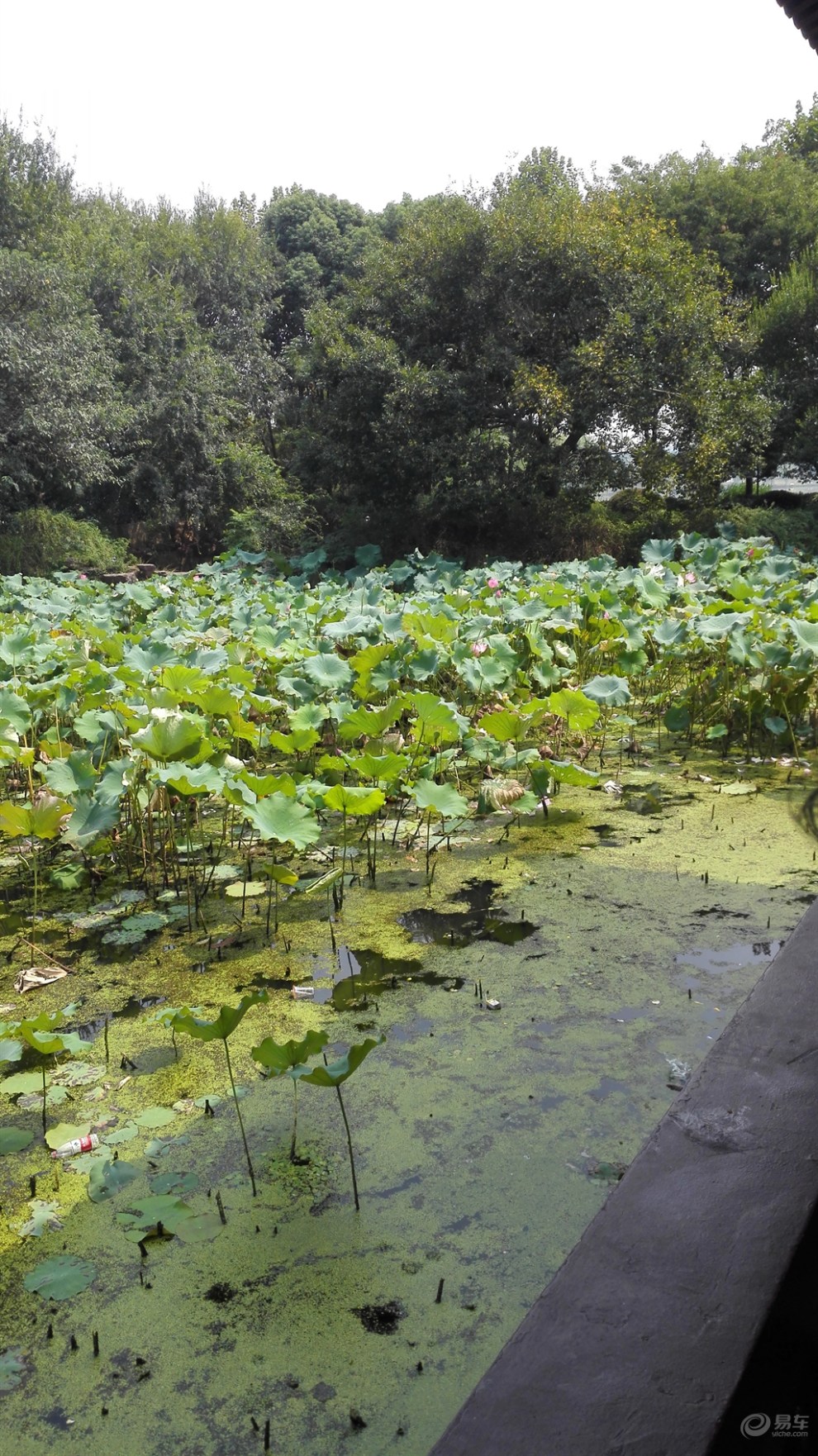 【精华大比拼】绿道上的小碧池