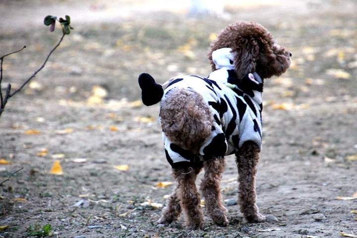 【【欢乐萌宠第八季】小奶牛出场】_宠物当家论坛_汽车论坛-易车网