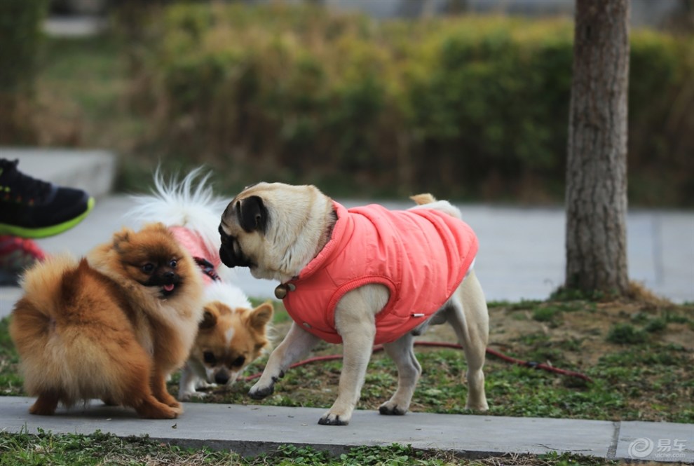 【欢乐萌宠第八季】狗狗开会