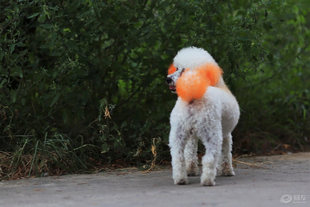 【欢乐萌宠第八季】染色的贵妇犬