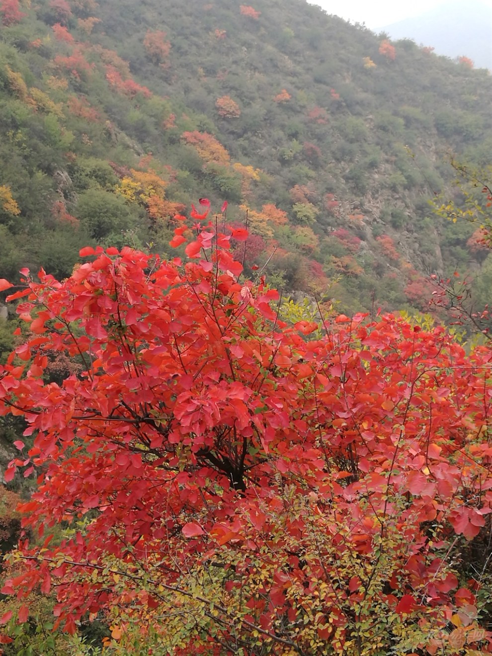 自駕遊山西絳縣紫家峪紅葉(3)