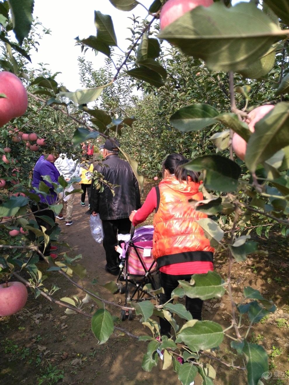 【北京劲悦团车友会】大家齐聚采摘苹果园