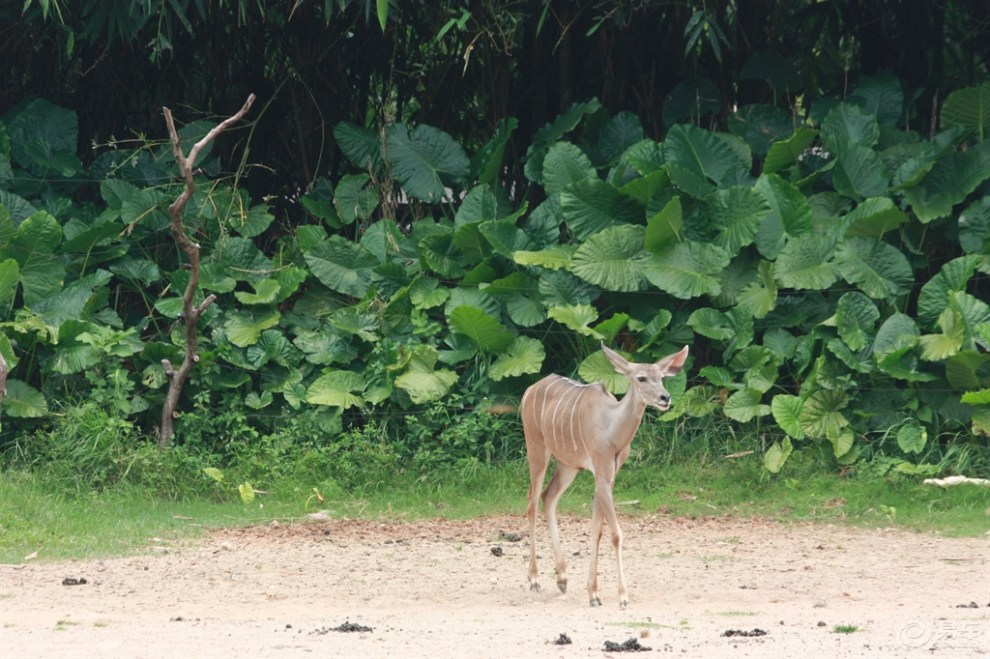 动物园中的班马