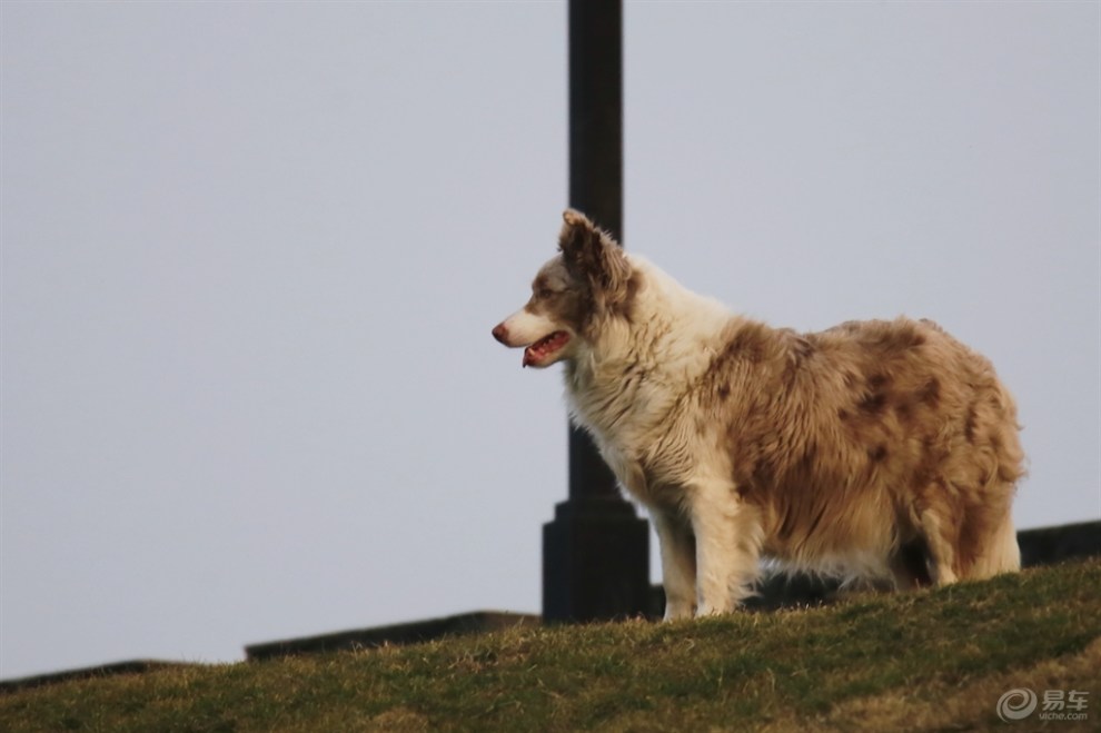 城墙上的貂色边牧