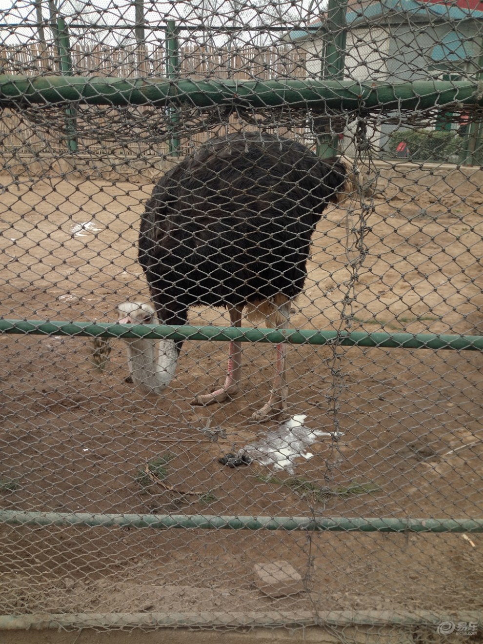 【山東長安車友會】全家總動員之森林動物園-百鳥苑