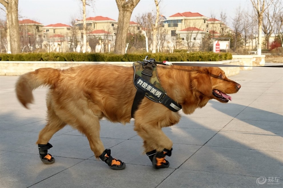 【欢乐萌宠第九季】穿小鞋的金毛