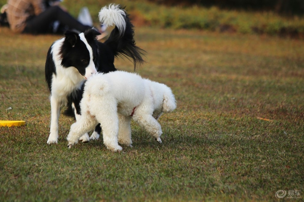 玩耍的边牧和比熊