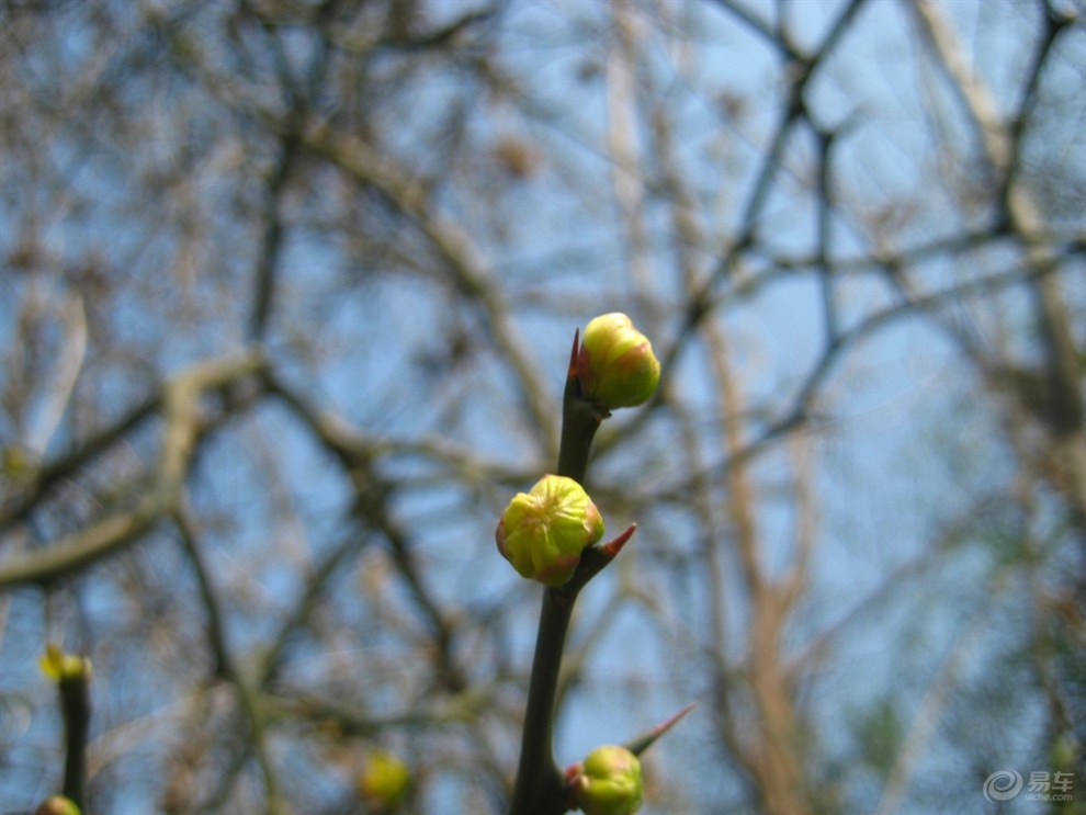 枳花图片,花图片,枳花(第3页)_大山谷图库