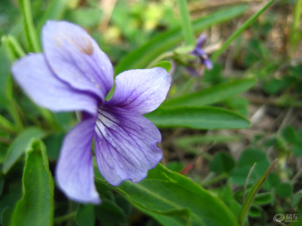 紫花地丁