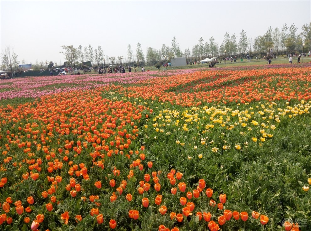 【山東長安車友會】鹽城大豐荷蘭花海一日遊